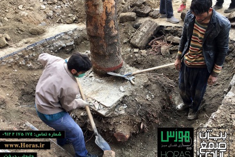 باغبانی و جابجایی درخت
