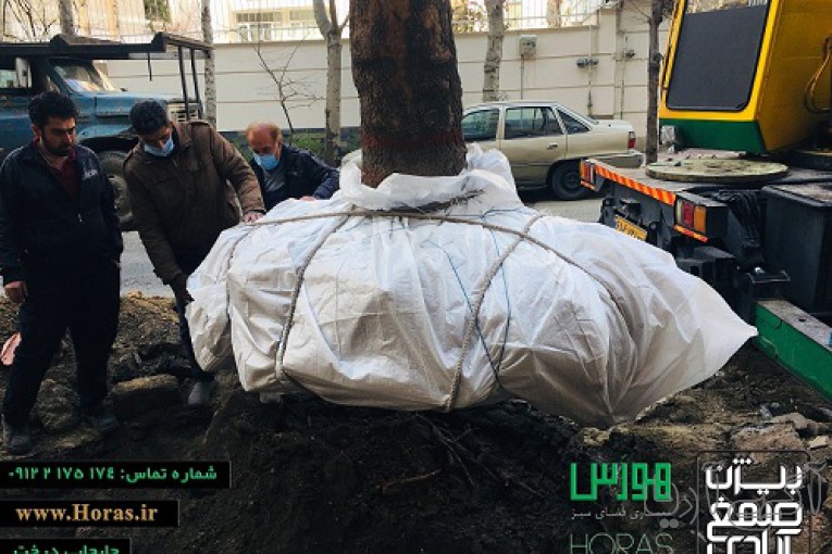 باغبانی و جابجایی درخت