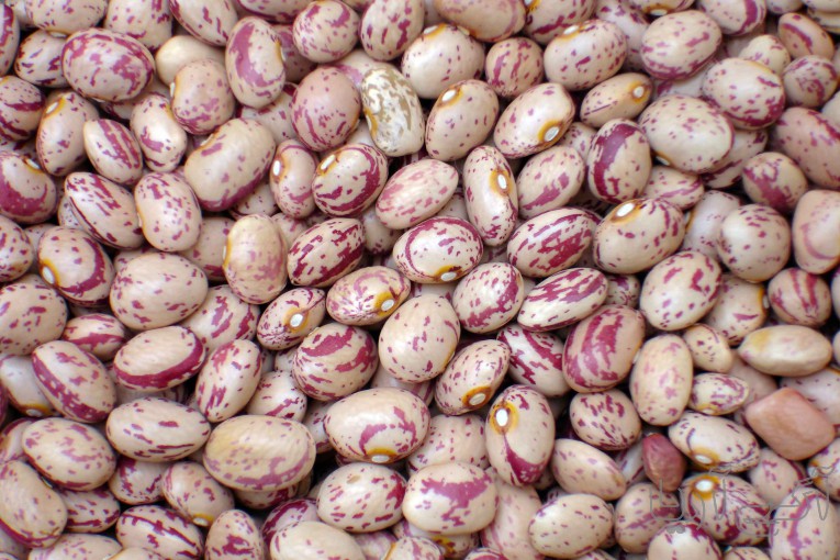 فروش لوبیا چیتی