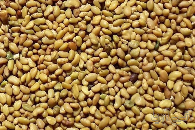 فروش انواع بذر یونجه سردسیری و گرمسیری با قیمت دست اول