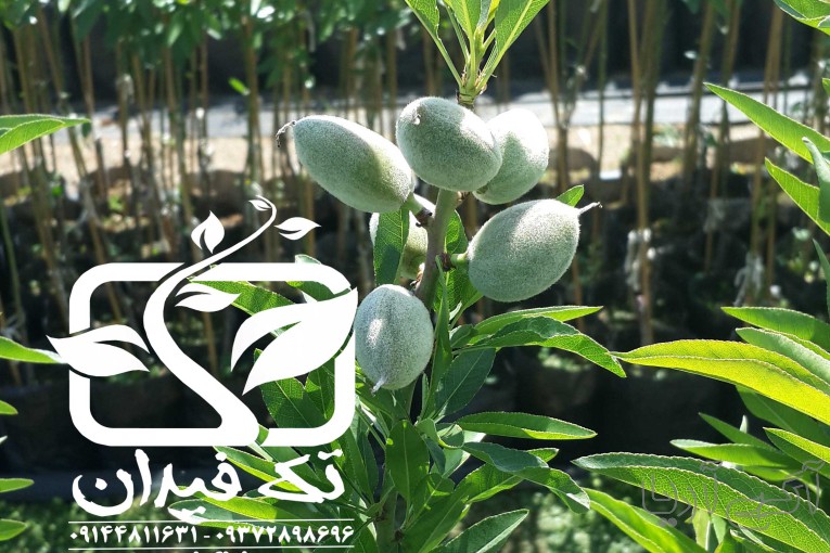 خرید و قیمت ارقام نهال بادام در نهالستان تک فیدان