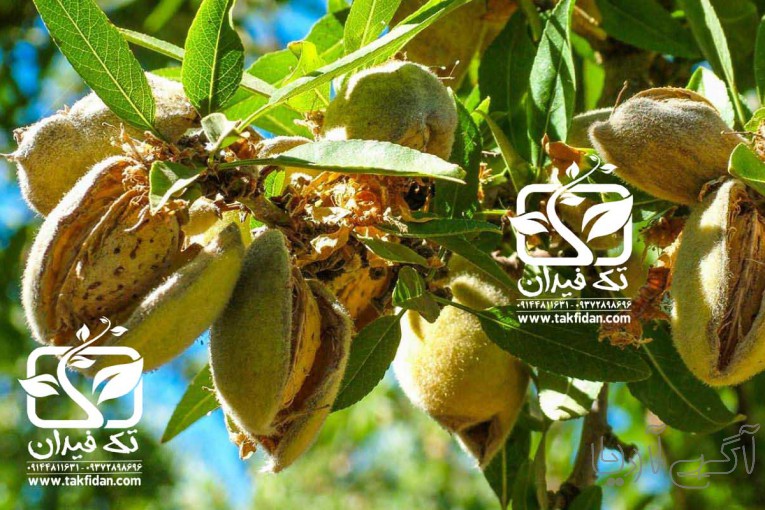 خرید و قیمت ارقام نهال بادام در نهالستان تک فیدان