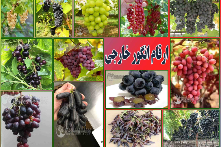 خرید نهال میوه اصلاح شده