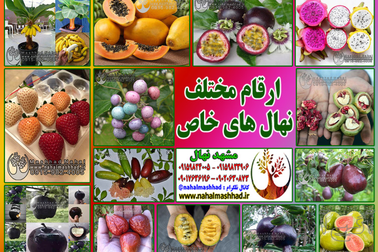 خرید نهال میوه اصلاح شده