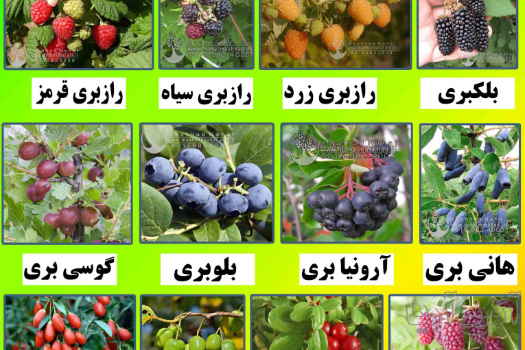 خرید نهال میوه اصلاح شده