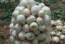بذر پیاز سفید مینروا 