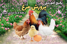 پکیچ آموزشی پرورش مرغ از خانه تا راه اندازی مزرعه