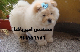 فروش سگ چاوچاو اصیل (توله و بالغ، نر و ماده) | با گواهی سلامت و واکسیناسیون کامل | ارسال به سراسر کشور