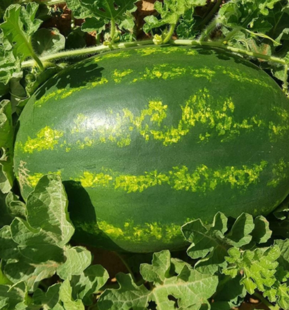 فروش انواع بذر هیبرید و رونستوسیدز