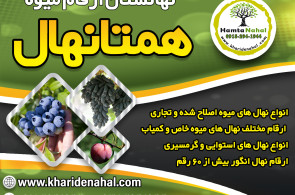 خرید نهال میوه اصلاح شده
