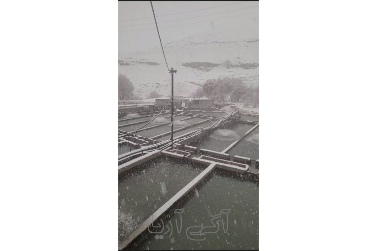  ماهی قزل آلا