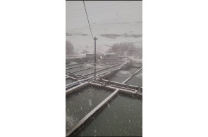  ماهی قزل آلا