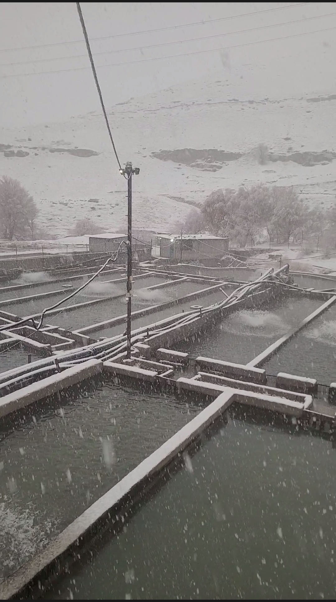  ماهی قزل آلا