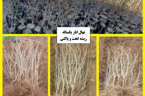  فروش نهال انار دانه مشکی شهرضا