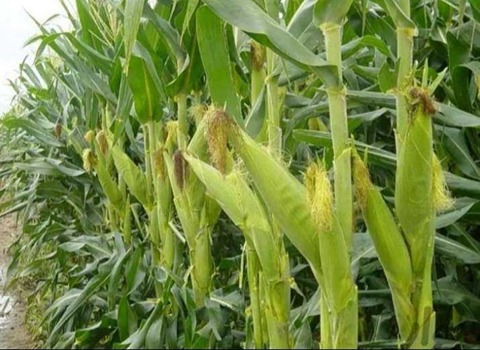 فروش ذرت | تولیدکنندگان ، واردکنندگان و فروشندگان خوراک دام ، طیور