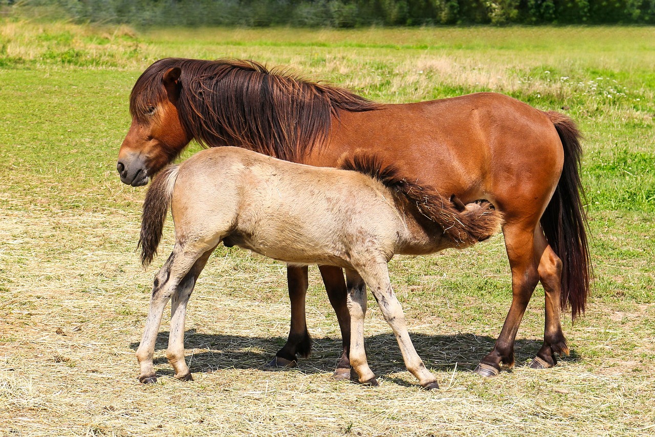 واکسن اسپری بینی آنفولانزا