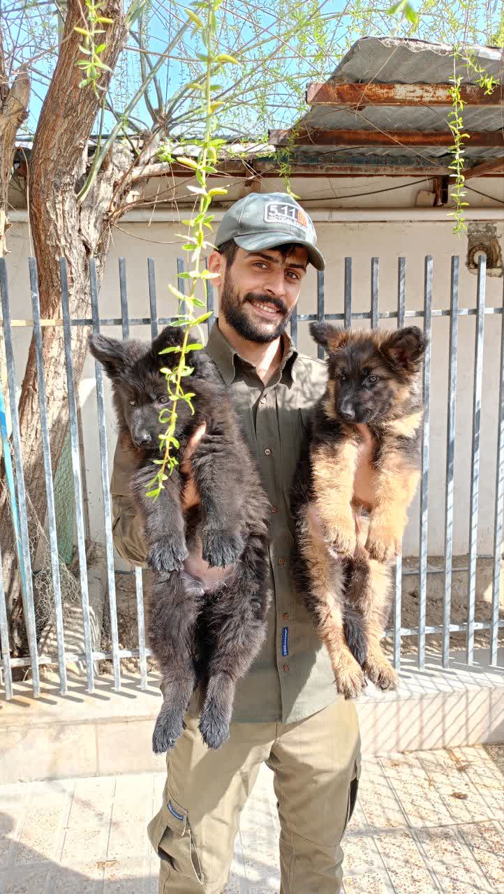 فروش 4 قلاده توله ژرمن کینگ