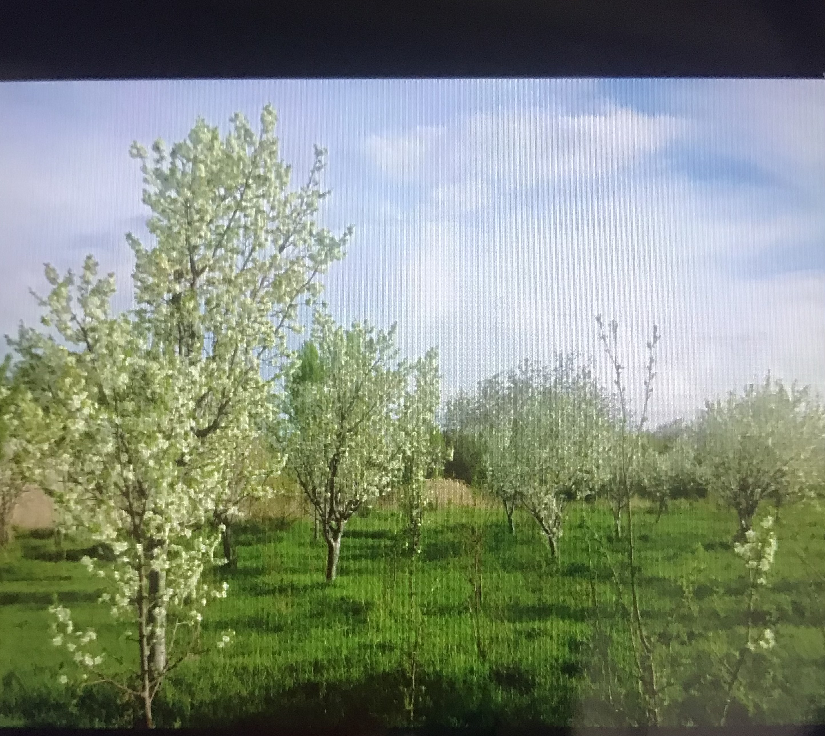 ۱۰ من باغ در نرجاباد